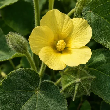 Velvetleaf