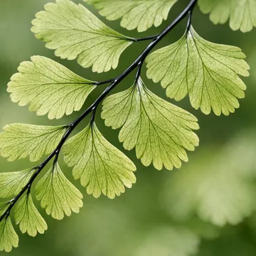 Northern maidenhair fern