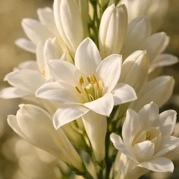 튜베로즈