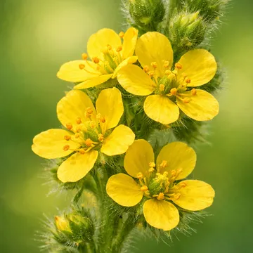 Hairy agrimony
