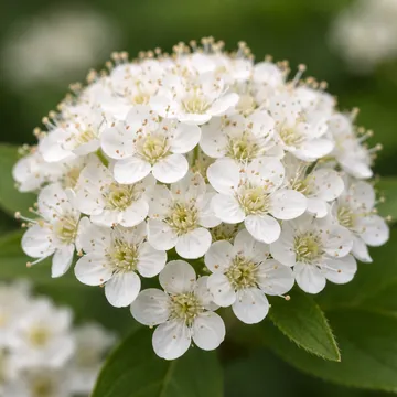 Korean mountain ash