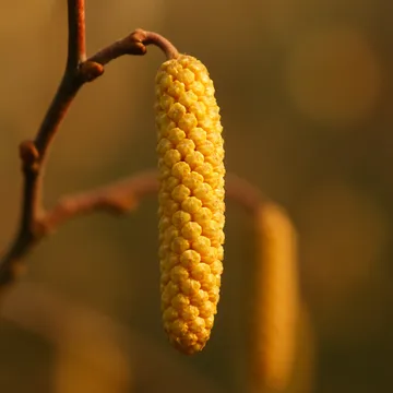 East Asian alder