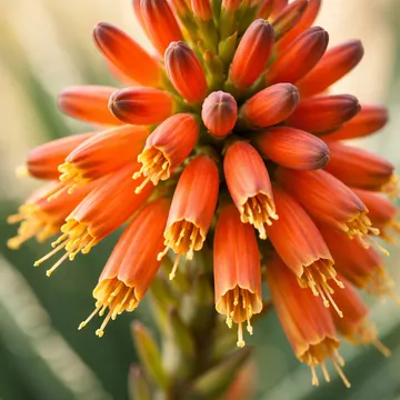 Aloe, Medicinal