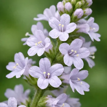 Lemon Verbena