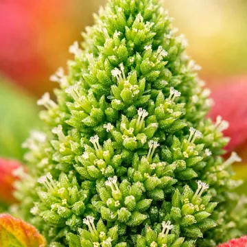 Edible amaranth