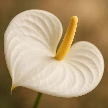 Anthurium