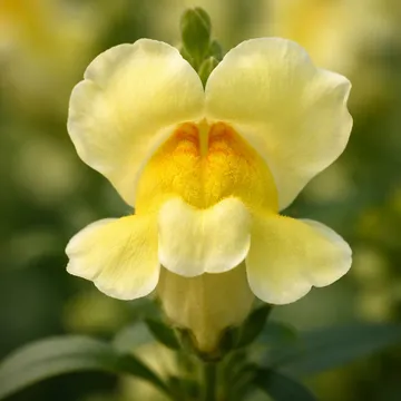 Common Snapdragon