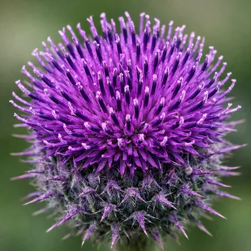 Burdock