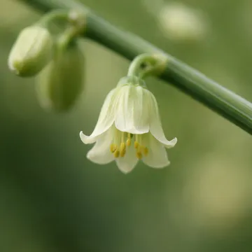 Asparagus