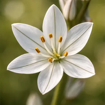 Asphodelus albus