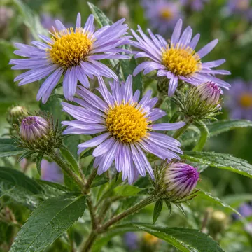 Edible aster