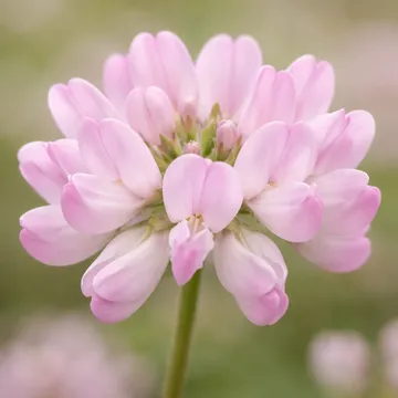 Chinese milk vetch