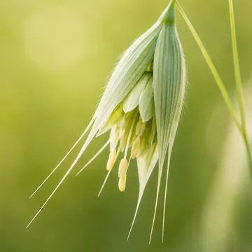 Wild oat, Drak
