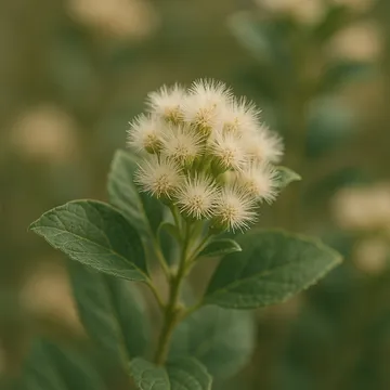 Eastern Baccharis