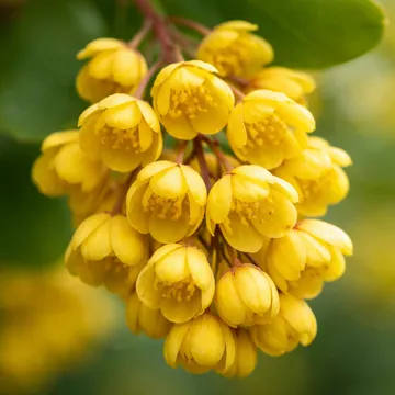 Korean barberry