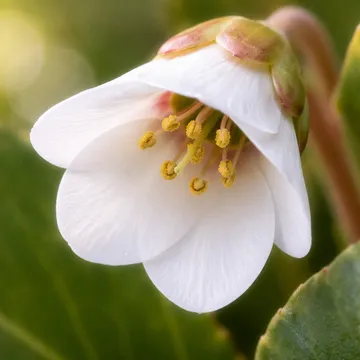 Himalayan bergenia