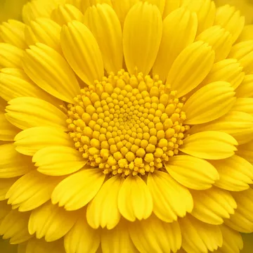Pot Marigold