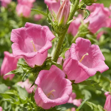 Canterbury bells