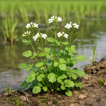 Japanese Cress