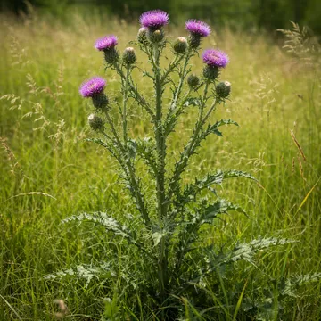 Wilted thistle