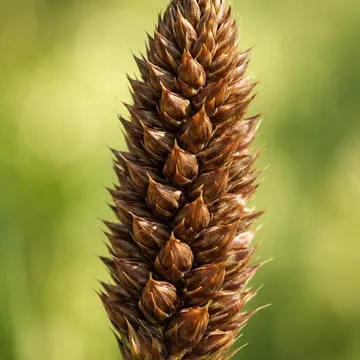 sedge