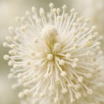 밤꽃(밤나무)