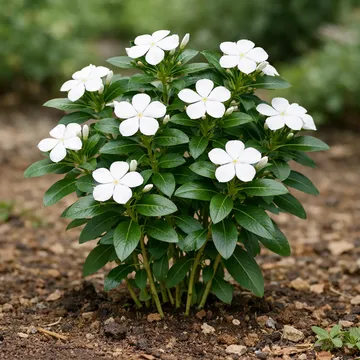 Madagascar periwinkle