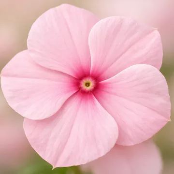 Madagascar periwinkle