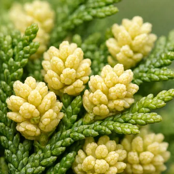 Sawara cypress