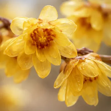 Wintersweet