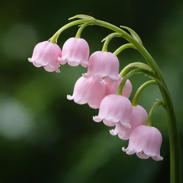 Lily of the valley