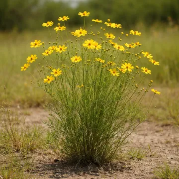 Plains Coreopsis
