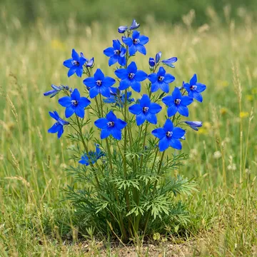 Siberian larkspur