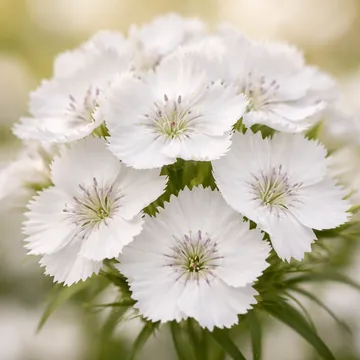 Sweet William