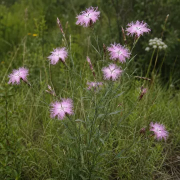 Intermediate fringed pink