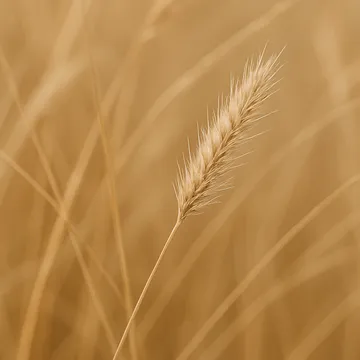 Dry grasses