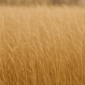 Dry grasses