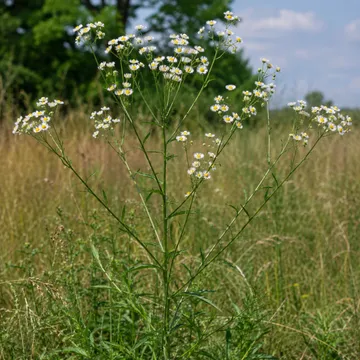 Annual fleabane