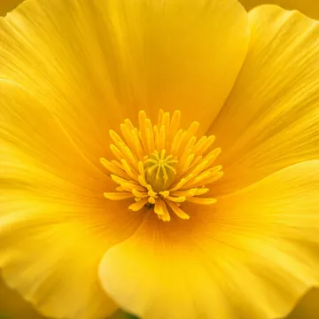 California poppy