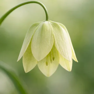 Thunberg Fritillary