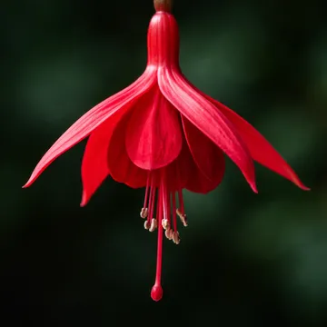 Fuchsia