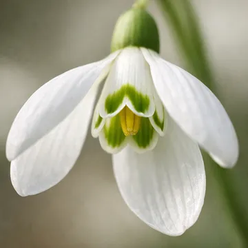 설강화, 눈풀꽃, 스노드롭