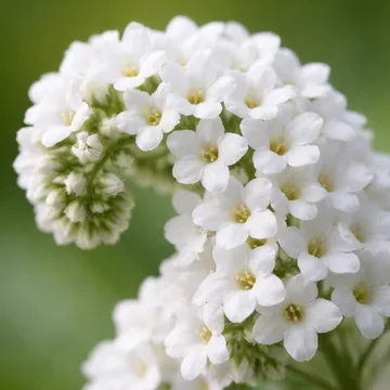 Heliotrope