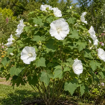 Cotton Rose