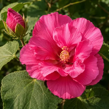 부용