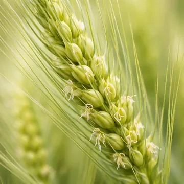 Barley