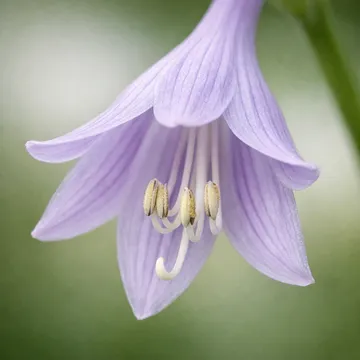 Hosta Lily