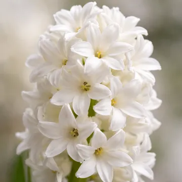 Hyacinth