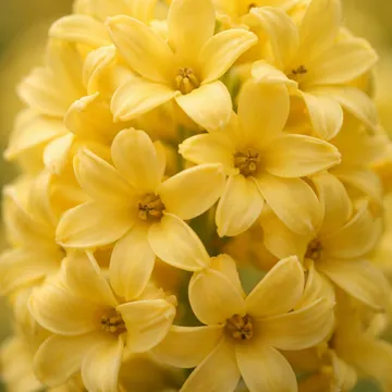 Yellow Hyacinth