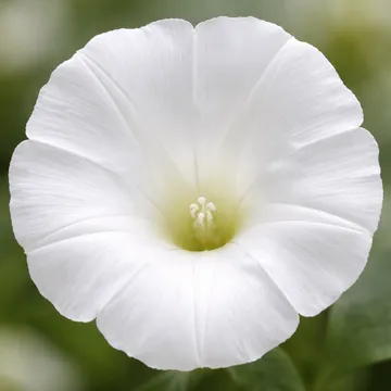 White Morning Glory